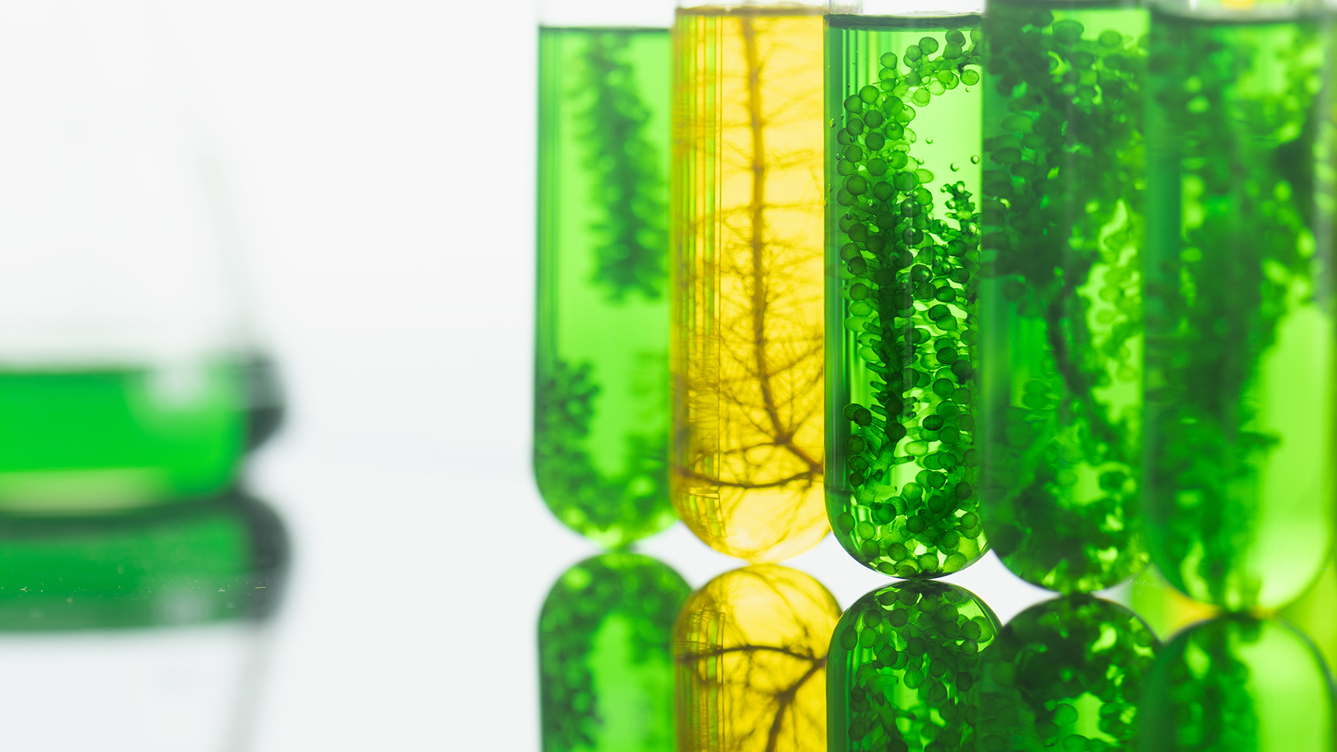 Algae fuel biofuel industry lab researching for alternative to f