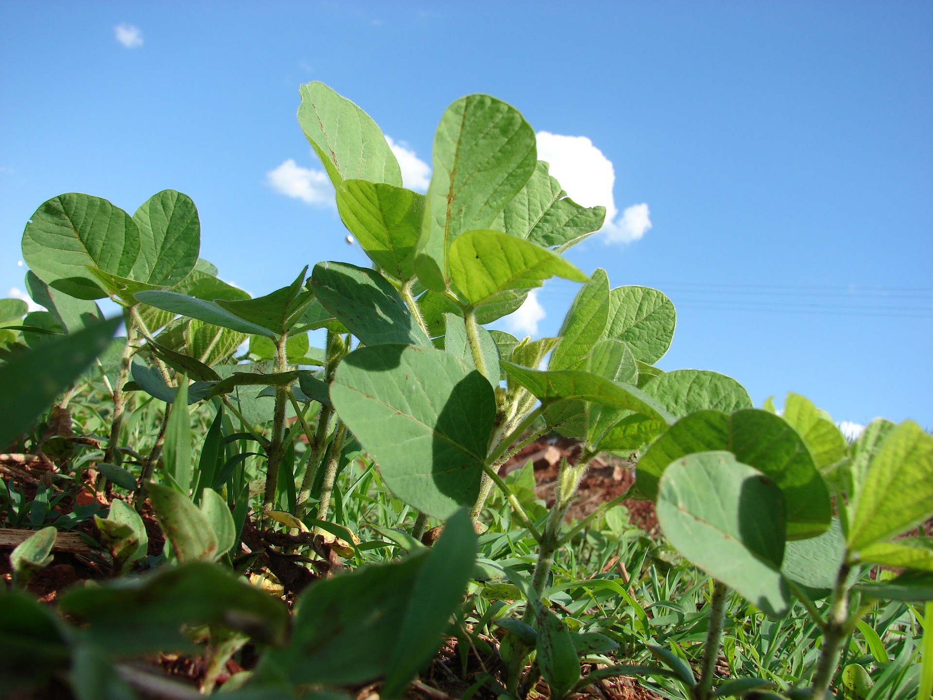 plantation-soy-peterson-eudr