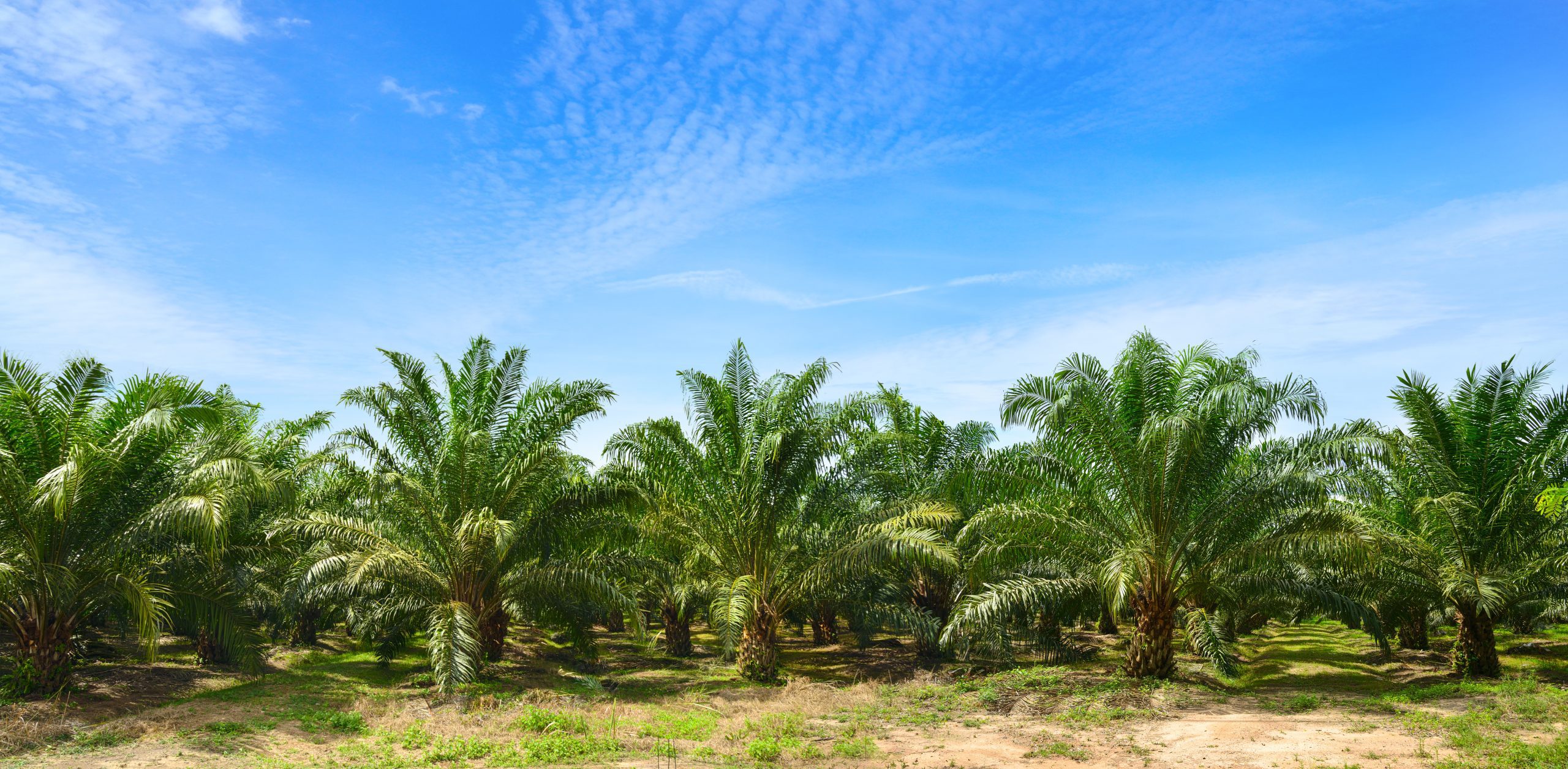 EUDR – RSPO