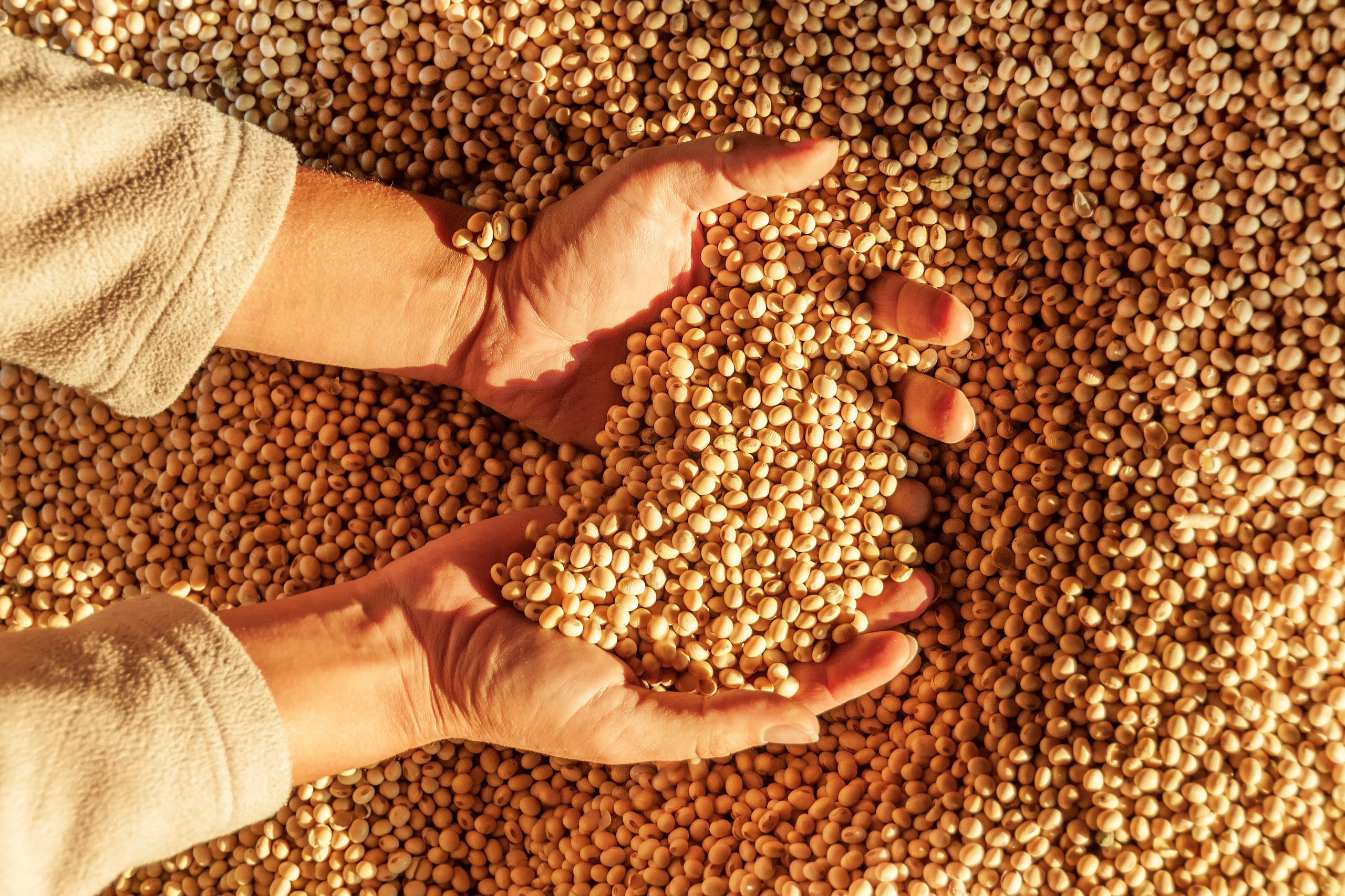 Human hands with harvest.